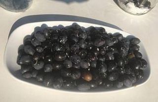 Osmancık’ta zeytin hasadı başladı