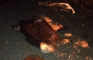 Otomobilin çarptığı 13 koyun telef oldu