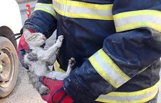 Otomobilin motor kısmına sıkışan kedi kurtarıldı