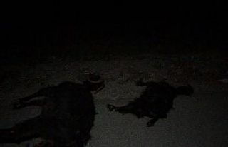 Otomobiller sürüye çarptı: 23 keçi telef oldu