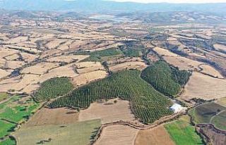 (Özel) Bayramiç’te ceviz hasadı başladı