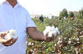 (Özel Haber) Gaziantep’te beyaz altın bereketi