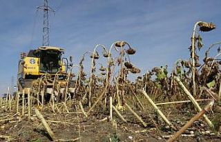 (Özel haber) Muş’ta ilk defa ekimi yapılan çerezlik...