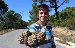 (Özel) Kilosu tam 800 lira...Ölümü göze alıp...