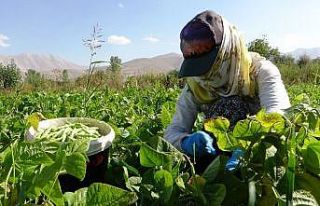 (Özel) Korona virüs Gevaş fasulyesini vurdu