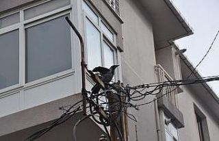 (Özel)-Maltepe’de elektrik direğinde mahsur kalan...