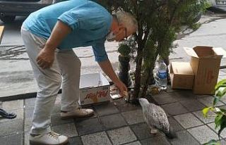 (Özel) Maltepe’de yaralı olduğu için uçamayan...