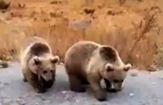 (Özel) Nemrut ziyaretçilerine kardeş boz ayılardan...