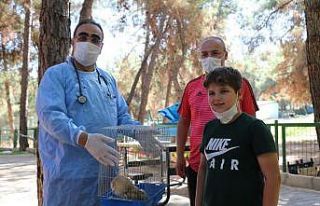 (Özel) Nesli tükenin baykuş yaralı bulundu