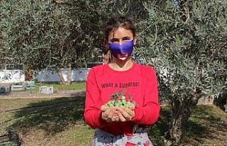 Özel öğrencilerden zeytin hasadı