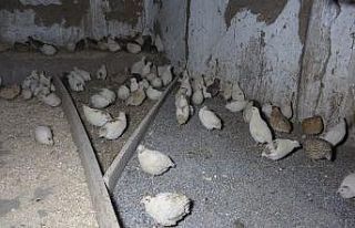 (Özel) Prematüre kardeşi için başladı, şimdi...