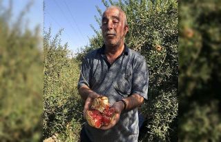 (Özel) Suriye sınırında nar hasadı başladı