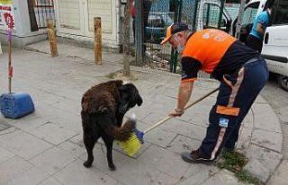 (Özel) Temizlik işçisi süpürgesiyle sokak köpeğine...