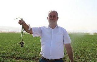 (Özel) Tüketiciye sarımsak müjdesi