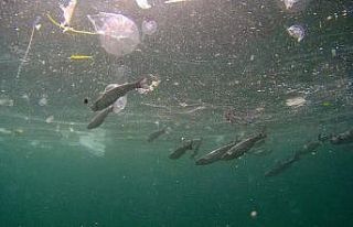 (ÖZEL) Yenikapı Sahili’nde kirlilik su altı drone...