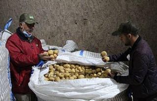 (Özel) Yerli patates tohumu ile ithalatın önüne...