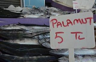 Palamut 5 liraya geriledi