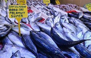 Palamut Karadeniz’e ‘elveda’ demeye hazırlanıyor