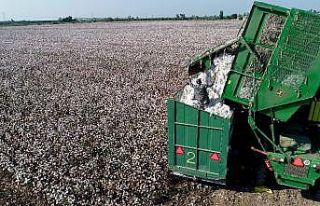 Pamuk, çiftçinin yüzünü güldürmeye başladı