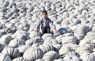 Patates ve balkabağı aynı tarlada üretiliyor