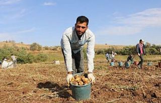 Patatesin tarlada 75 kuruşa düşmesi üreticiyi...