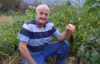 Patlıcan tohumu ekti, hayatının şokunu yaşadı