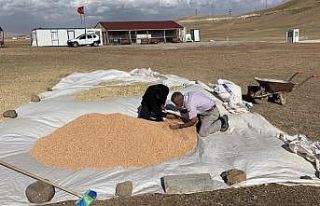 Proje kapsamında ekilen nohut ve fasulyenin hasadı...