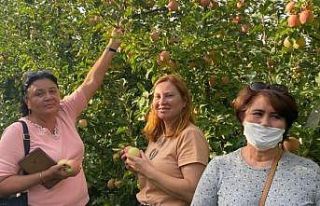 Rus turistler Eğirdir’de elma hasadı turuna katıldı