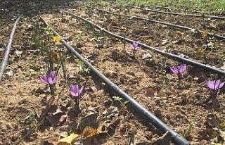 Safran bitkisi deneme ekiminden olumlu sonuç