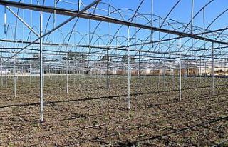 Sağlam: "Çarşamba’da sera köyü kurulabilir"