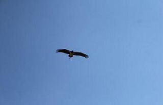 Sağlığına kavuşan kara leylek doğaya salındı