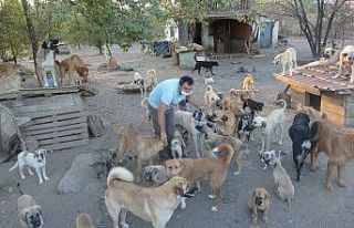 Sahibi ölen 70 köpeğe yuva aranıyor