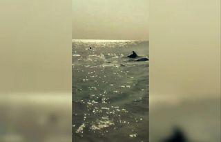 Sahile kadar gelen yunuslar turistlerle birlikte yüzdü