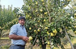 Şahinkaya ayvasında hasat zamanı