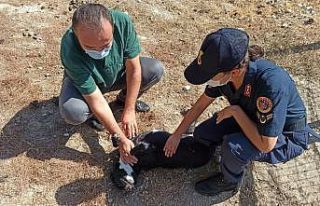 Sahipsizlere jandarma sahip çıktı