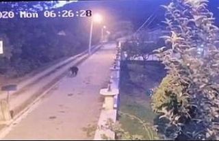 Sakarya’da mahalleye inen ayı panik oluşturdu