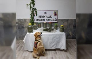 Samanlıkta 11 kilo 130 gram esrar ele geçirildi