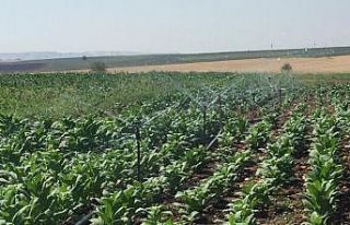 Samsat’ta araziler sulanıyor