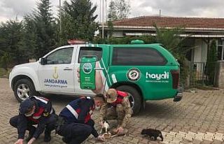 Samsun’da jandarmanın HAYDİ ekipleri takipte