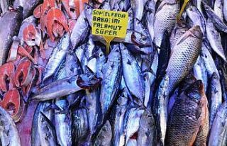 Samsun’da palamut yerini hamsiye bırakıyor