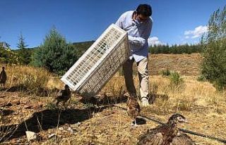 Sanatçılar ve Başkan Çiğdem doğaya sülün saldı