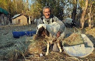 ‘Sarı Kız’ın sahibi Mehmet Emin Amca artık...