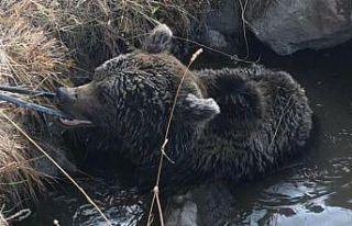 Sarıkamış’ta yol kenarında yaralı ayı bulundu