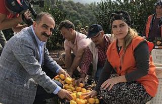 Satsuma mandalinanın ihracat yolculuğu 19 Ekim’de...