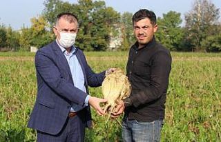Şeker pancarı üreticileri: "Böyle verim görmedik"