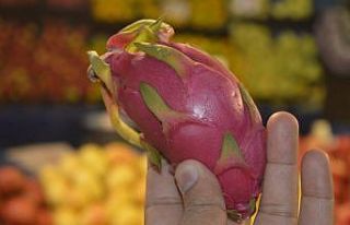 Şekli ve fiyatı ile herkesi şaşırtan ejder meyvesi...