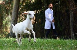Sevimli kuzu Tarsus Doğa Parkı’nın maskotu oldu