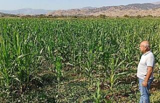 Sıcak hava mısır üreticisini tedirgin ediyor