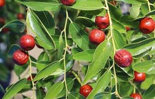 Şifa kaynağı hünnapta hasat başladı
