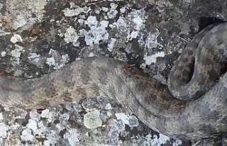 Siirt’te görülen dev yılan paniğe neden oldu
